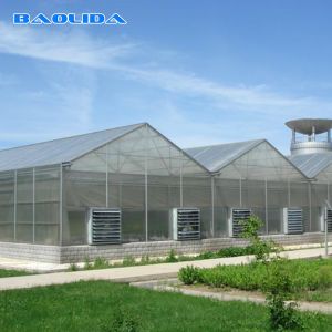 Hydroponics Polyethylene Film Greenhouse Strawberry Multispan Greenhouse
