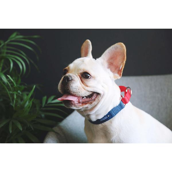 Expandable Round Wide Nylon Buckle Dog Collar 3 Inch Wide Dog Collars