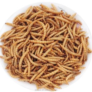 Quality Mealworm-based Worm Meal - High in Protein 57% and Low in Fat 25% for sale