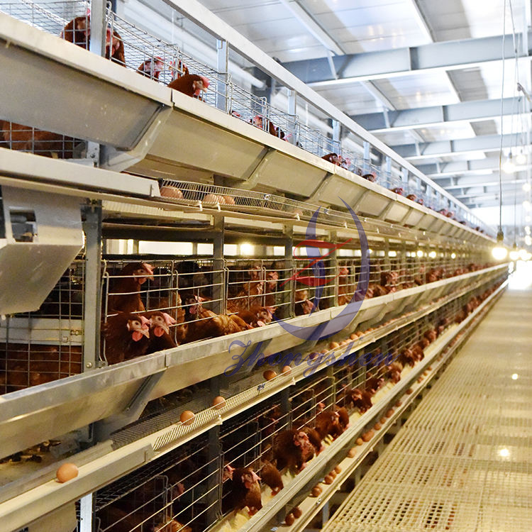 China Soure Factory Egg Conveyor Belts for Layer Farm Chicken Cages