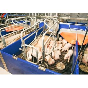 Steel Frame Piggery Shed Construction Long Span Steel Poultry Buildings