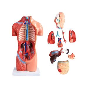 42cm 4D Human Anatomy Model For Medical Teaching