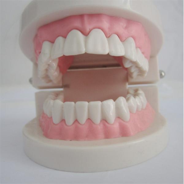 1:1 Standard PlasticTeeth Care Model Detachable