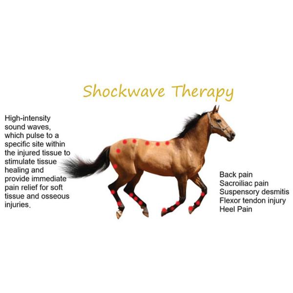 Mobile Shockwave Therapy Machine 80mj Vet Physical Therapy Equipments