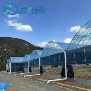 Transform Your Farming Experience with Tomato Cucumber Strawberry Hydroponics