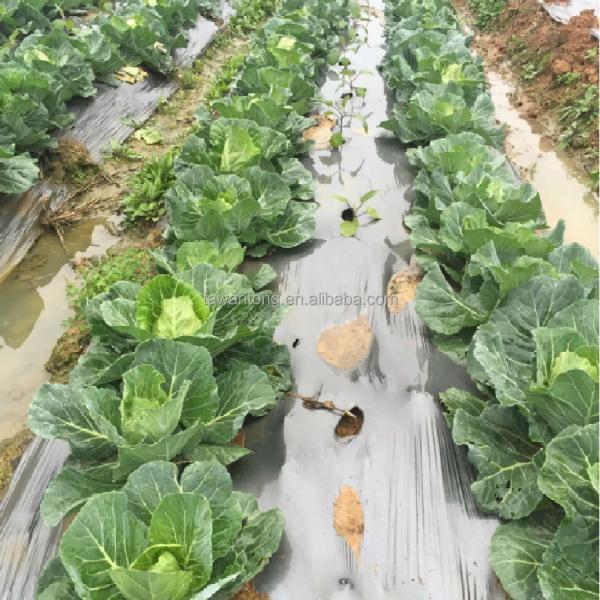 0.4-6m Width Moisturizing Agricultural Protective Plastic Film with Perforated Design