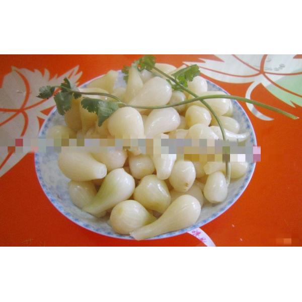 Pickled Seasoning Chinese Bulbous Onion Rakkyo Storage NORMAL CONDITIONAL SPICY Flavor