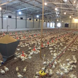 Q235B Galvanized Steel Poultry House / Chicken Coop Steel Frame With Bolts