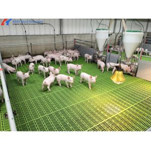 Galvanized Steel Piggery Shed Construction Steel Structure Chicken Shed