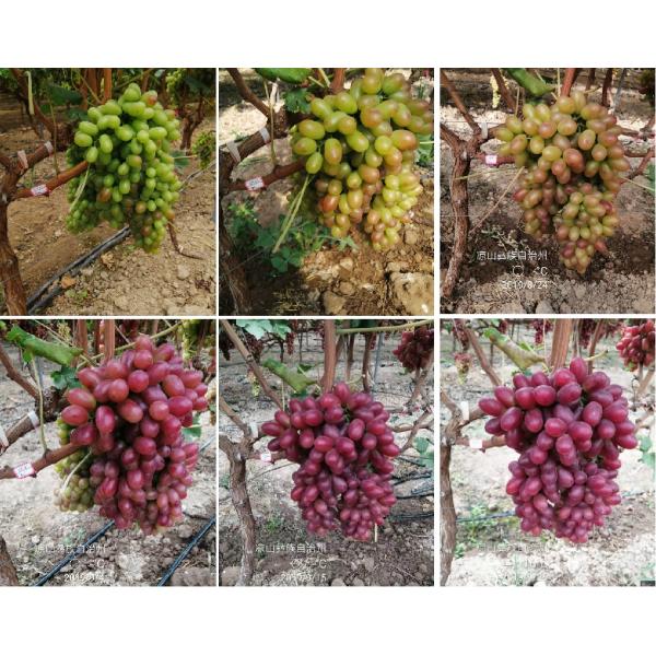 Soluble In Water Amino Acid Fortified With Amino Acid Chelated Ca ≥30g/L for nutrition supplement