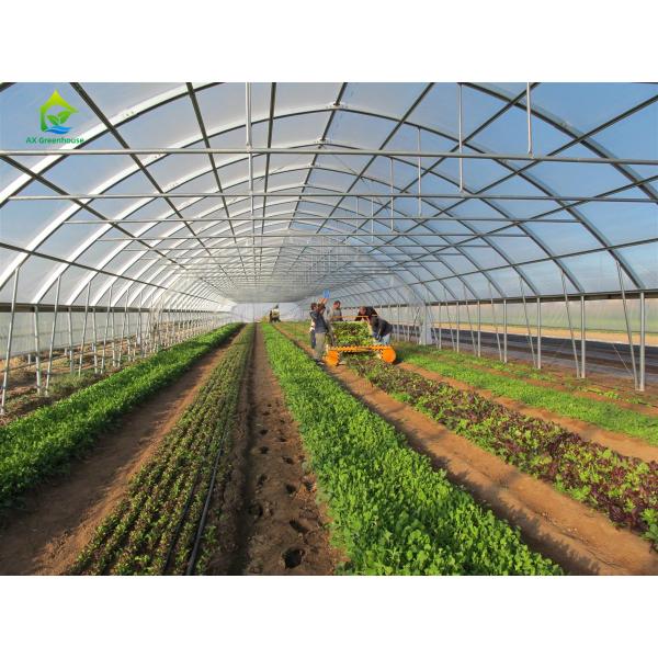 single-span film greenhouse for vegetable