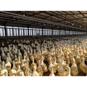 Hotel Fully Automated Broiler Poultry Prefab Steel Structure Chicken Farming