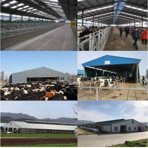 Efficient Turnkey 100 By 100 Steel Structure Residential Building With