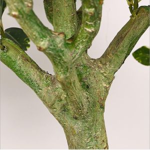 Wholesale Hight Quality Artificial Mini Bonsai