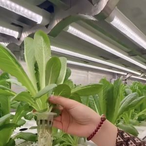 Hydroponics Cultivation Method Reefer Container Vegetable Greenhouse with