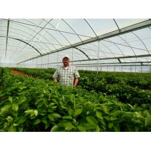 Quality PE Plastic Film Strawberry Plant Greenhouse With Hydroponics System for sale