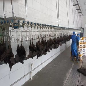 China Electrical Heating Automatic Chicken Scalding Machine For Slaughtering Line on sale