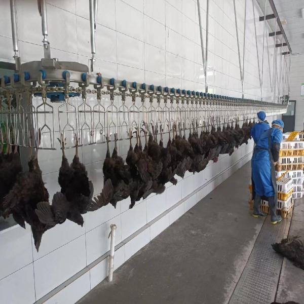 Buy Electrical Heating Automatic Chicken Scalding Machine For Slaughtering Line at wholesale prices