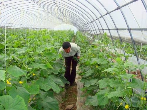 High Output Ratio Single Tunnel Greenhouse With Loading Ventilation Heating System