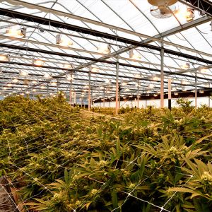 Light Deprivation System Blackout Greenhouse Single Span For Herb