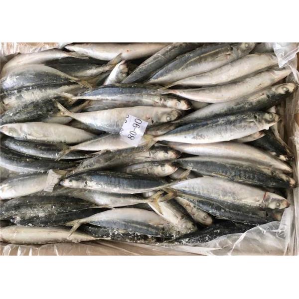 Buy Decaptromateus Macrosoma 80g 90g Bulk Frozen Sea Baits at wholesale prices
