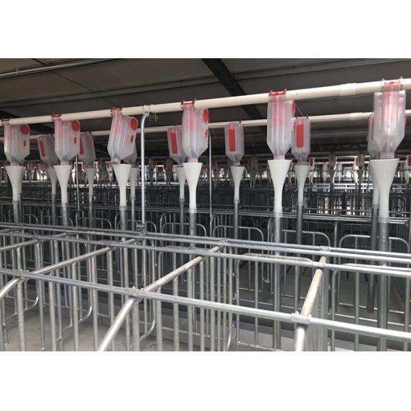 HI HOPE Swine Breeding Equipment Automatic Drinker Gestation Pens For Sows