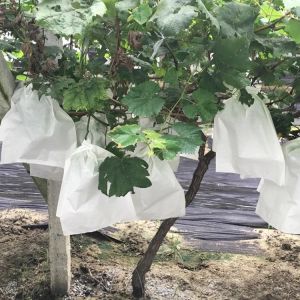 Quality Nonwoven Grape Protection Bags for sale