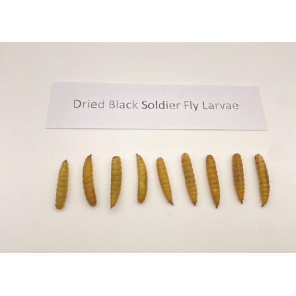 B2B Buyers Delight Nutritious Black Soldier Fly Meal from