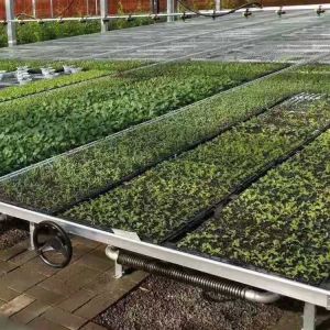 China Silver Custom Greenhouse Benches Movable Seedling Bed Rolling Breeding on sale