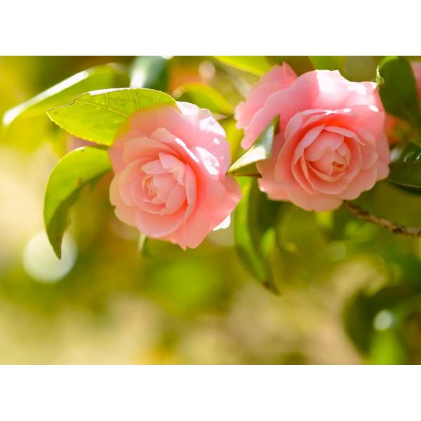 Amino Acid Chelate Calcium Powder Organic Fertilizer For All Crops