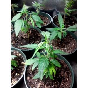 IP65 Aluminum Vertical Farm ETL 400w LED Grow Light