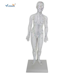Female Medical Acupuncture 48cm Human Body Massage Model