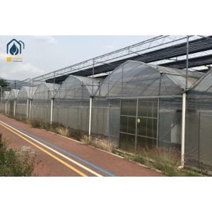 Agricultural Multi Span Strawberry Green House Plastic Shed Tomato Tunnel