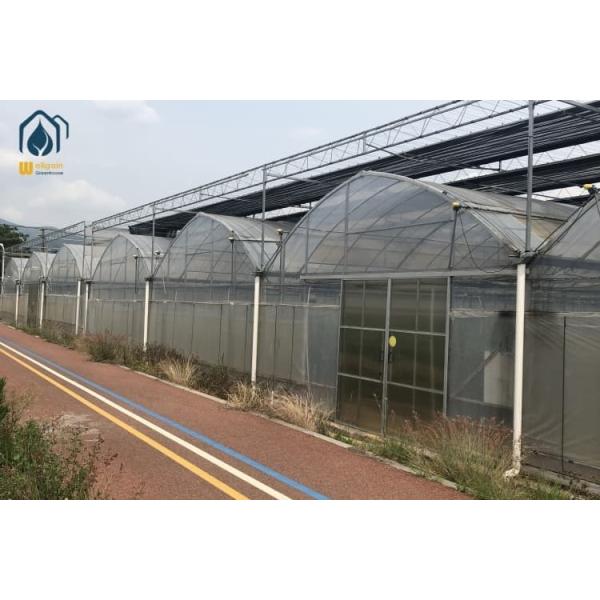 Agricultural Multi Span Strawberry Green House Plastic Shed Tomato Tunnel