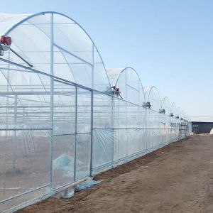 Agriculture Plastic Film Polytunnel Multi-span Strawberry Greenhouse