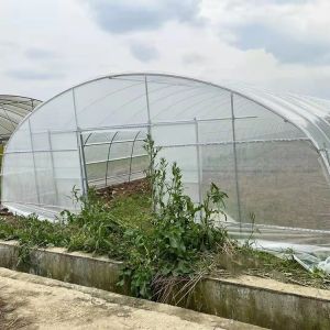 Strawberry Growing Side Ventilation Single Span Greenhouse For Agriculture