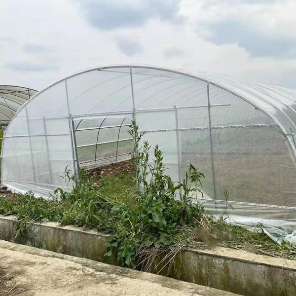 Agricultural Single Span Tunnel Strawberry PE Greenhouse Tunnel Plastic Greenhouse