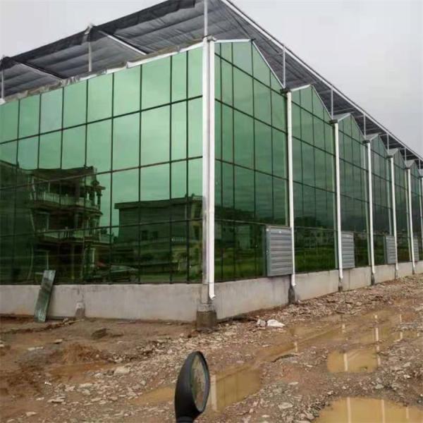 Tempered Glass Panel Venlo Type Greenhouse Multispan For Vegetables Hydroponic