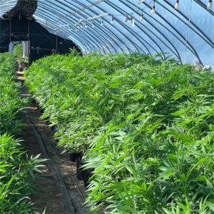 100% Shade Net Tunnel Agriculture Black Film Light Deprivation Greenhouse