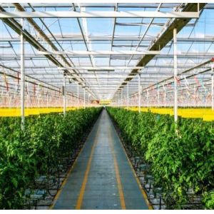 Good Light Transmission Glass Cover Venlo Greenhouse with Customization Option