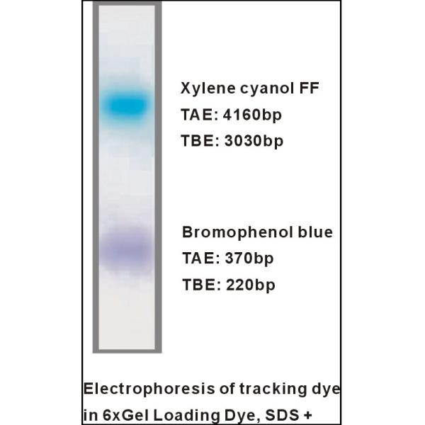 6× Gel Loading Dye, SDS+ DNA Electrophoresis Loading Buffer M9081 1ml X5