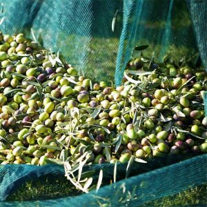 4X8m green hdpe mono Olive Net for harvest