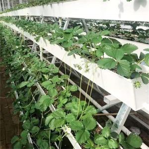 Strawberry Plant Greenhouse Poly Film Tunnel Arch Plastic Film