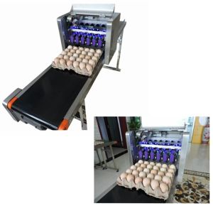 Automatic Egg Printing Machine For Date , Time , Serial Number