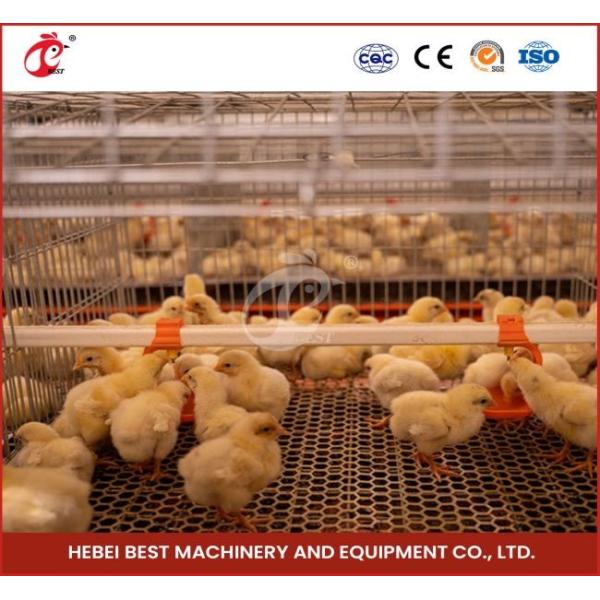 Day Old Layer Chick Brooding Cage Equipment 208 Birds Higher Survival Rate Ada