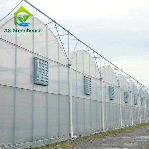 Intelligent Film Serre Invernadero Greenhouse Multispan Tomato Greenhouse