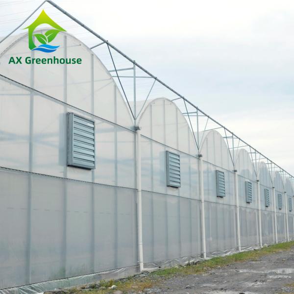 Intelligent Film Serre Invernadero Greenhouse Multispan Tomato Greenhouse