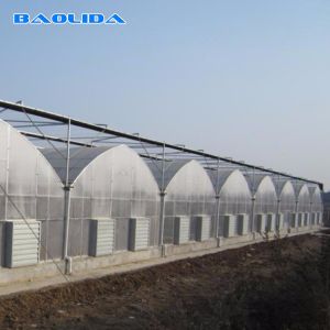 Turnkey Installed Commercial Hydroponic Plastic Film Greenhouses Multi Span