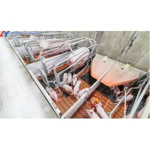 Insulation Fireproof Piggery Shed Poultry Farm Shed Building