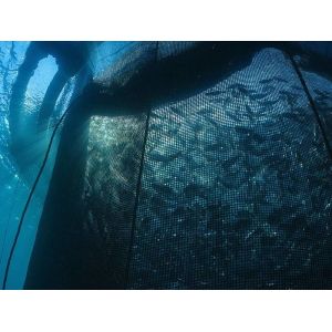 knotless HDPE Monofilament Nylon aquaculture Mesh and Fabric